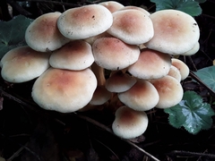Hypholoma fasciculare