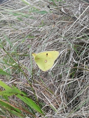 Colias croceus
