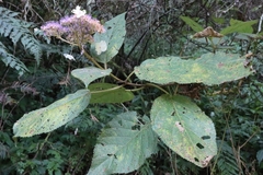 Hydrangea aspera