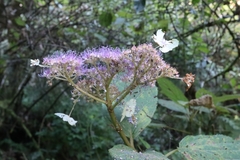 Hydrangea aspera