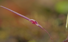 Lepanthes