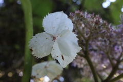 Hydrangea aspera