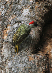 Campethera abingoni suahelica