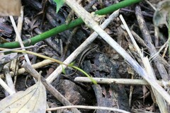 Sphenomorphus maculatus