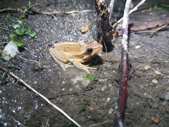 Litoria adelaidensis