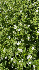 Stellaria aquatica