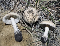 Amanita multisquamosa