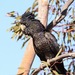 Red-tailed and Glossy Black-Cockatoos - Photo (c) QuestaGame, some rights reserved (CC BY-NC-ND), uploaded by QuestaGame