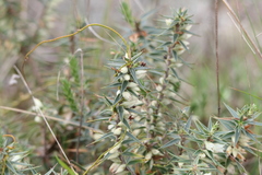 Melichrus urceolatus