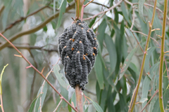 Perga affinis