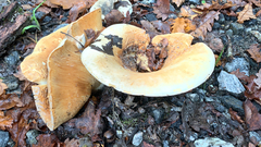 Lactarius alnicola