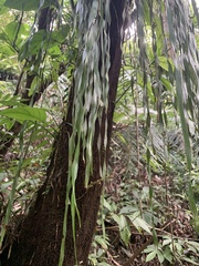 Haplopteris