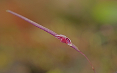 Lepanthes
