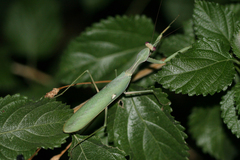 Sphodromantis viridis