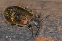 Lagria villosa