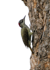 Campethera abingoni suahelica