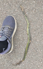 Trimeresurus albolabris