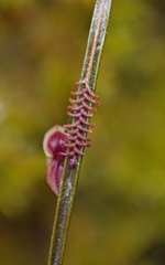 Lepanthes