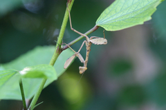 Sphodromantis viridis