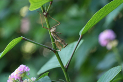 Sphodromantis viridis