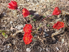 Haemanthus coccineus