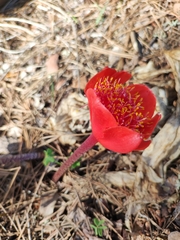 Haemanthus coccineus