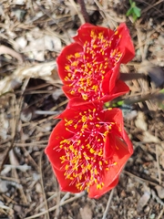 Haemanthus coccineus