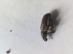 Brachyderes incanus
