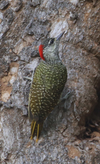 Campethera abingoni suahelica