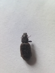 Brachyderes incanus