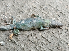 Podarcis siculus siculus