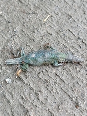 Podarcis siculus siculus