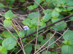 Torenia crustacea