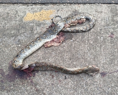 Malayopython reticulatus