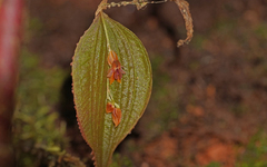 Lepanthes