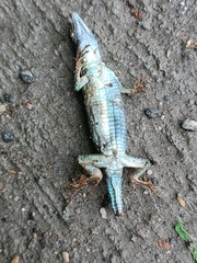 Podarcis siculus siculus