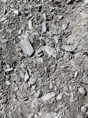 Cicindela desertorum