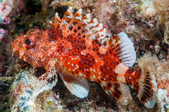 Scorpaena maderensis