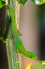 Phelsuma laticauda laticauda