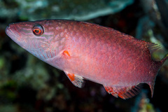 Oxycheilinus digramma