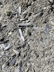 Cicindela desertorum