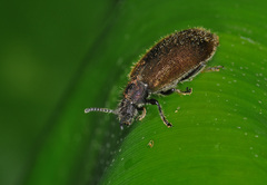 Lagria villosa