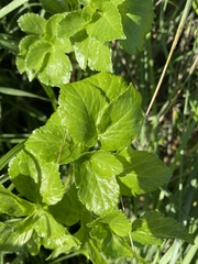 Smyrnium olusatrum