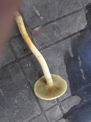 Hypholoma fasciculare