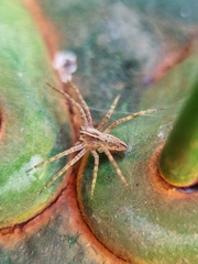 Pisaura