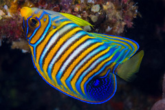 Pygoplites diacanthus
