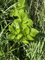 Smyrnium olusatrum