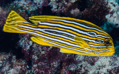 Plectorhinchus polytaenia