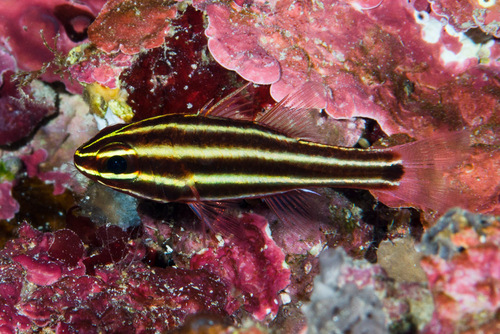 Blackbanded soldierfish (Ostorhinchus nigrofasciatus) — Apogonidae — 4