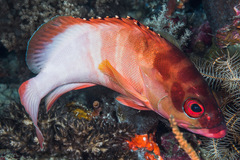 Epinephelus fasciatus